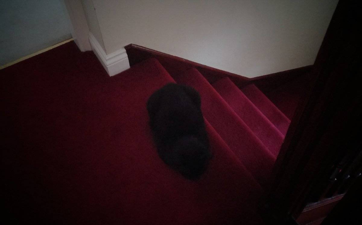 camo-cat-29