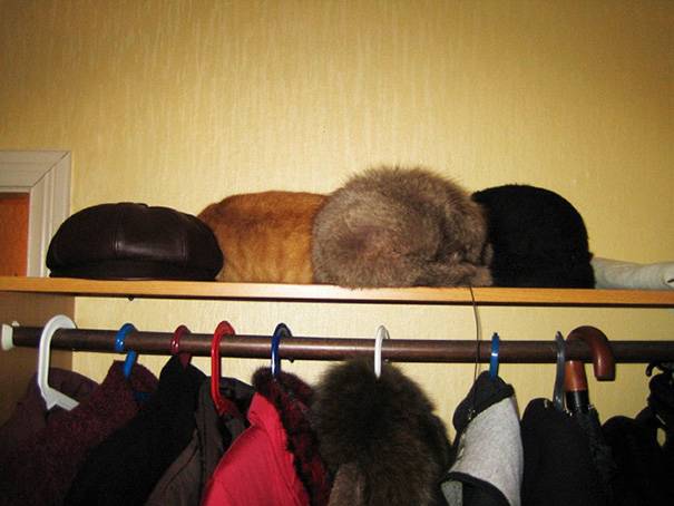 camo-cat-7