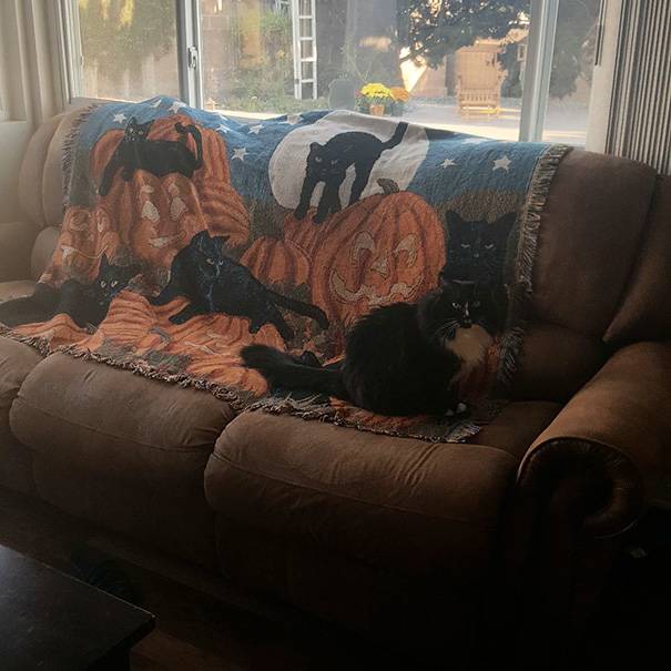 camo-cat-9