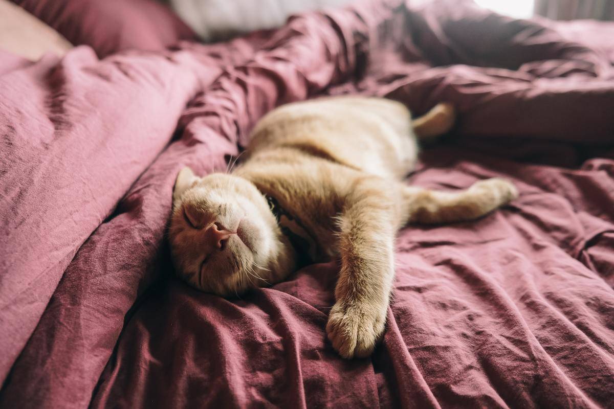 a cat sleeping on the bed
