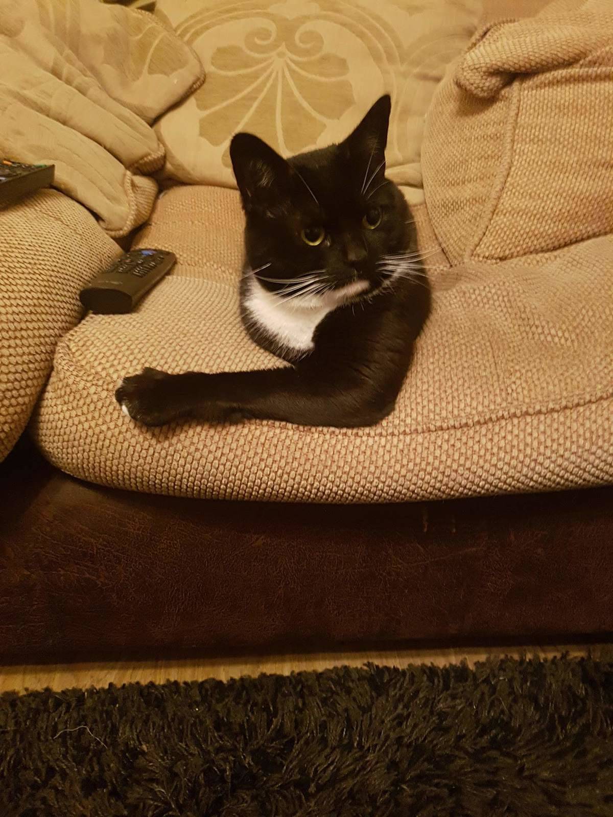 cat that looks like it has one giant arm and is climbing out of couch