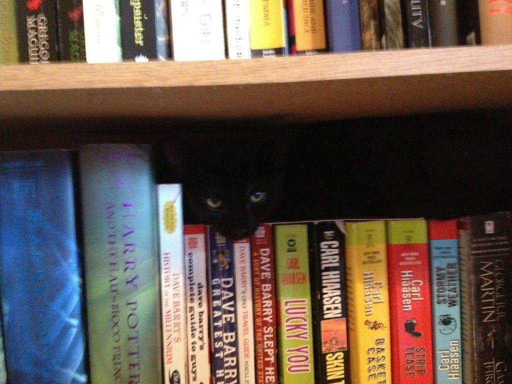 cat-shelf
