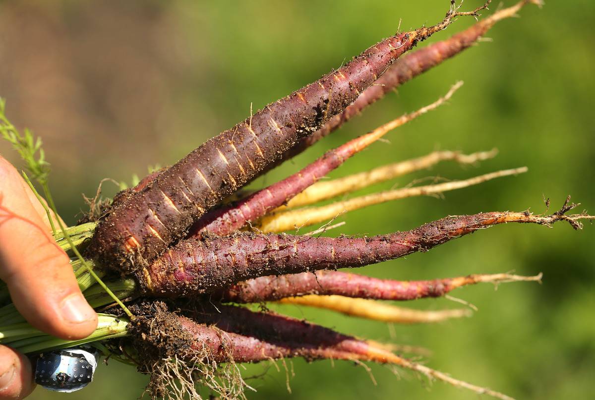 BREWSTER, MA - AUGUST 30: Purple and yellow carrots grown at Chatham Bars Inn's farm in Brewster, MA are pictured on Aug. 30, 2017. The famous Cape Cod luxury resort now grows its own produce at its nearby farm. The farm land was purchased in 2012 to help accelerate the inns culinary transformation, a pillar of the more than $100 million modernization effort that began when Richard Cohens Capital Properties bought the resort in 2006.