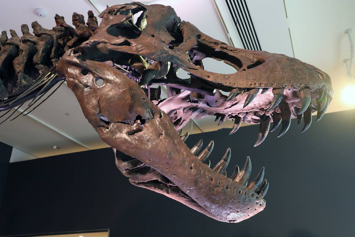 Christie's Puts Tyrannosaurus Rex Skeleton Known As Stan On Display Ahead Of Its Auction