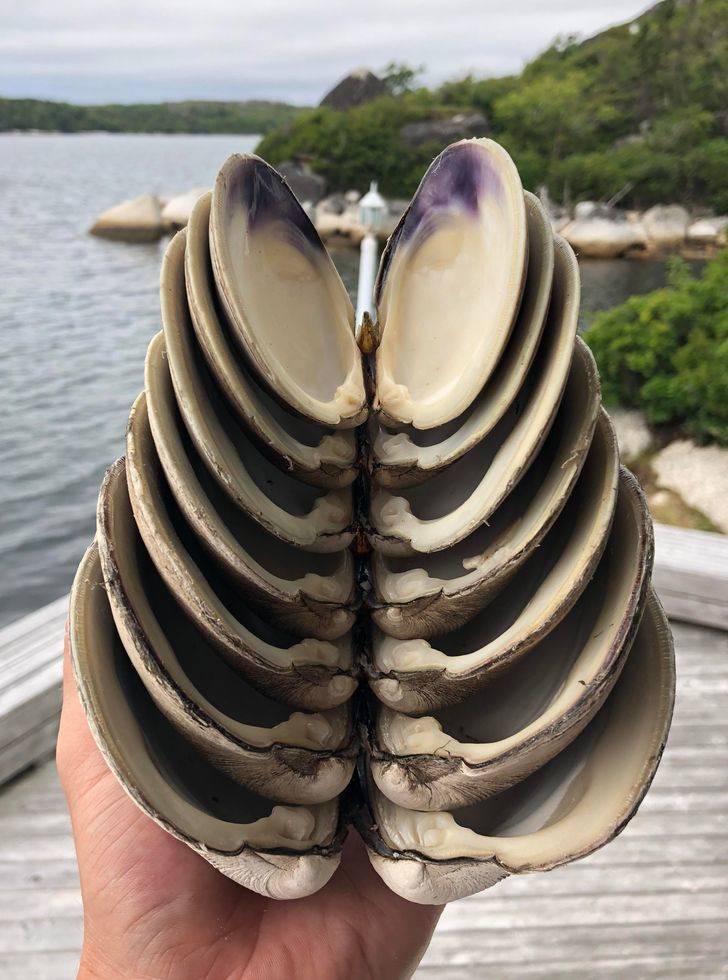 a stack of clam shells that all fit inside each other