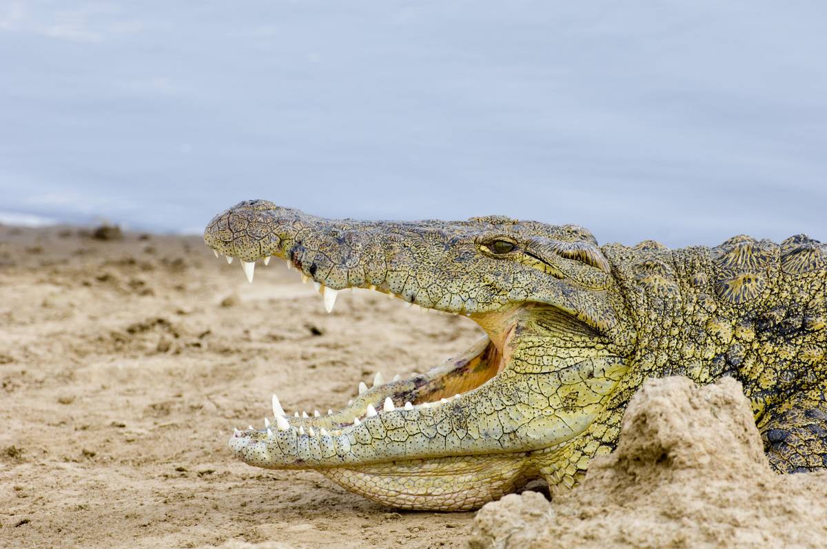 A crocodile opens its mouth while lounging on a beach shore.