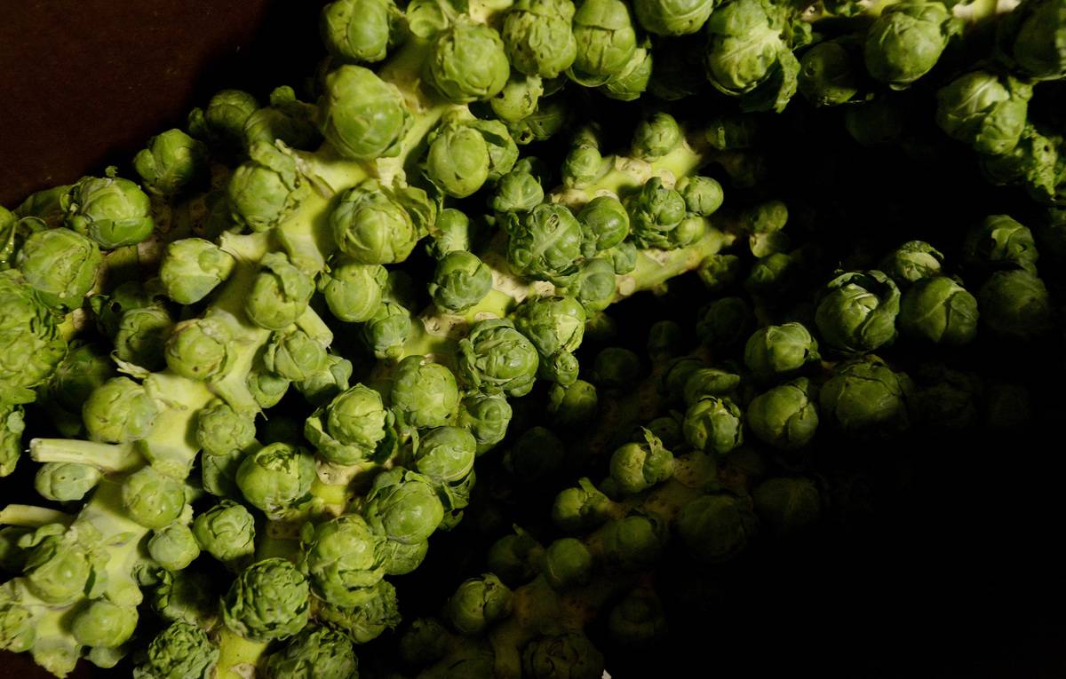 Brussel sprouts at Crown O' Maine Organic Cooperative Friday, October 31, 2014.