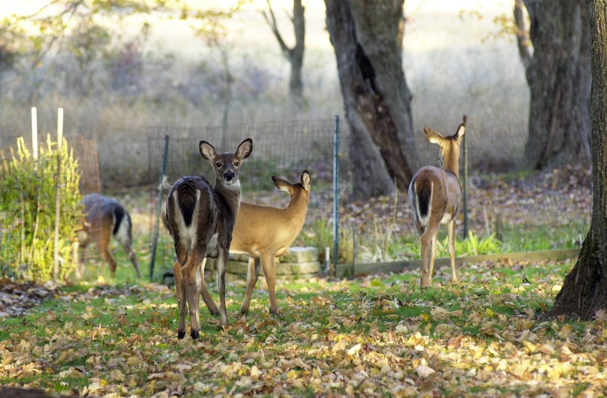 Several deer graze in a person's backyard.