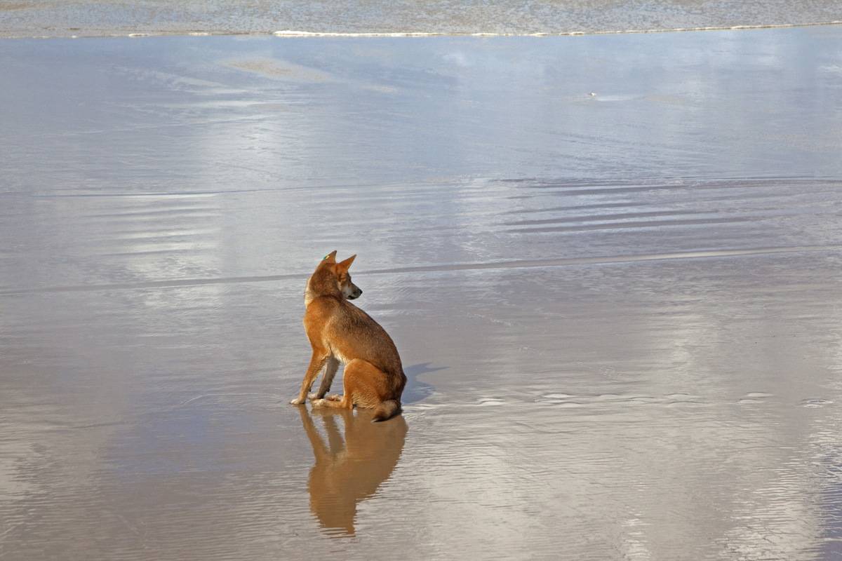 A dingo sits on the beach of Fraser Island.