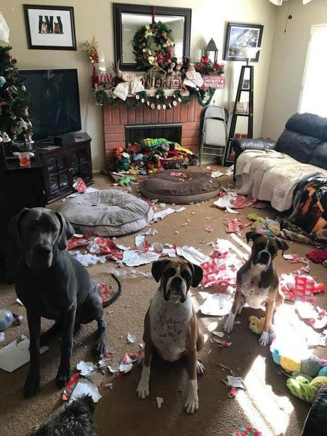 three dogs that ripped open all the presents under the christmas tree