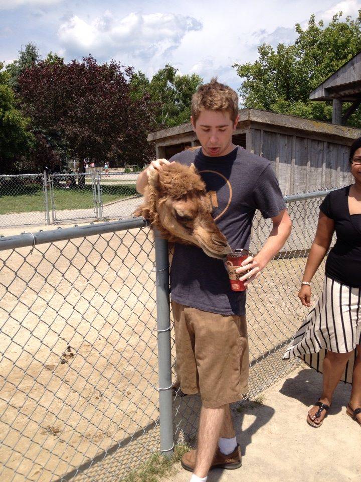 camel at zoo that looks like floating head sticking over the fence