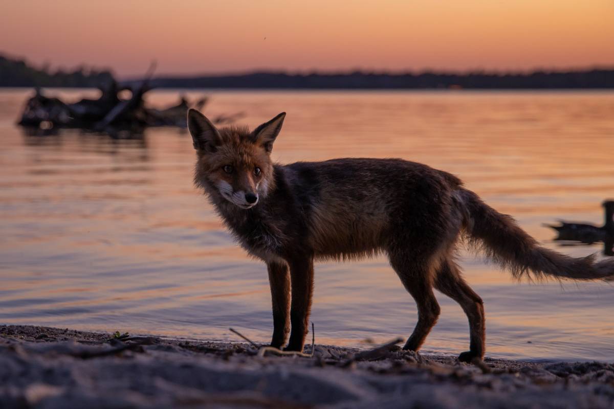 A red fox stands on the shoreline.