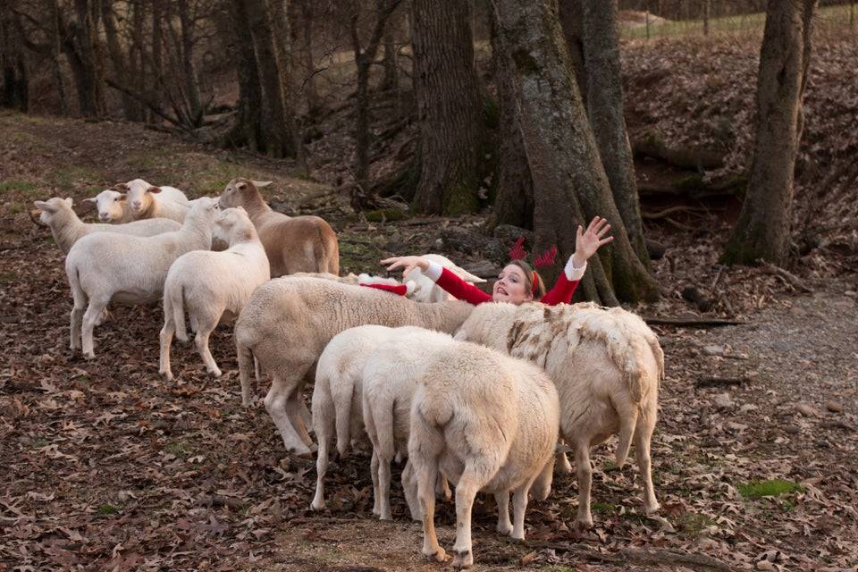 woman trying to take christmas card photo among the goats
