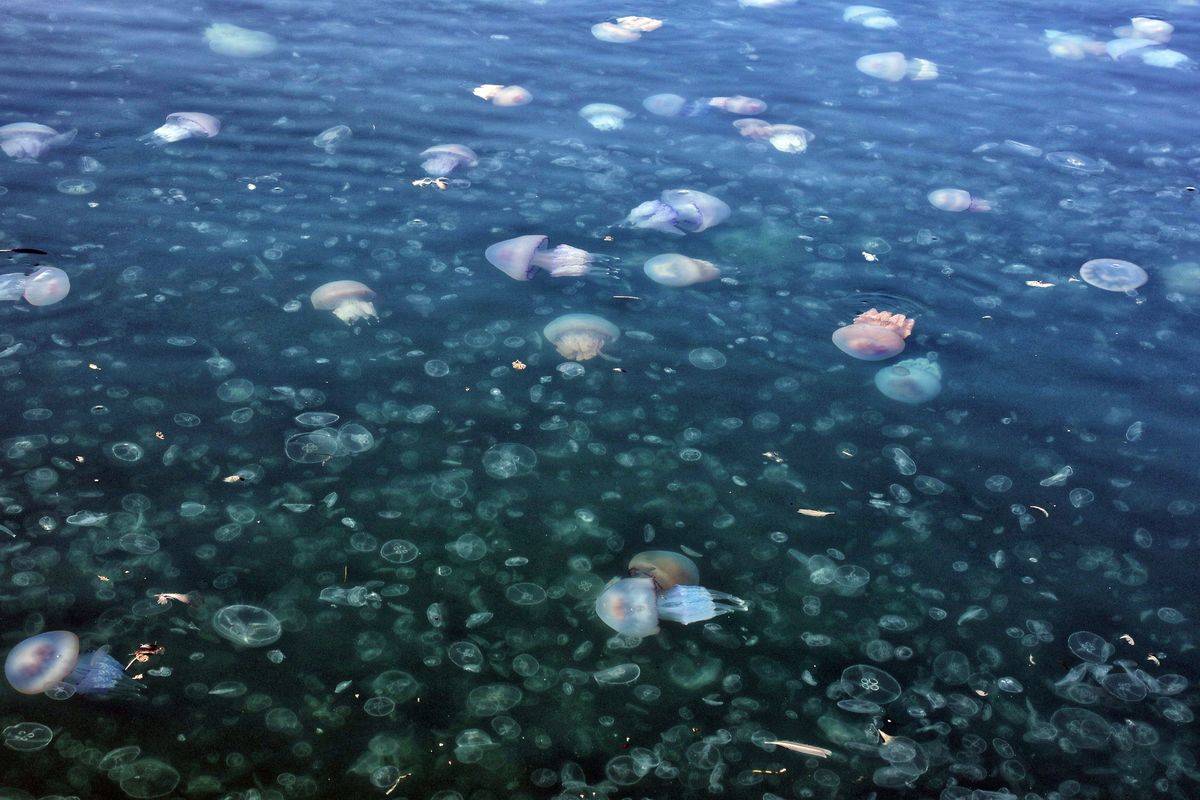 Jellyfish crowd the surface of the ocean.