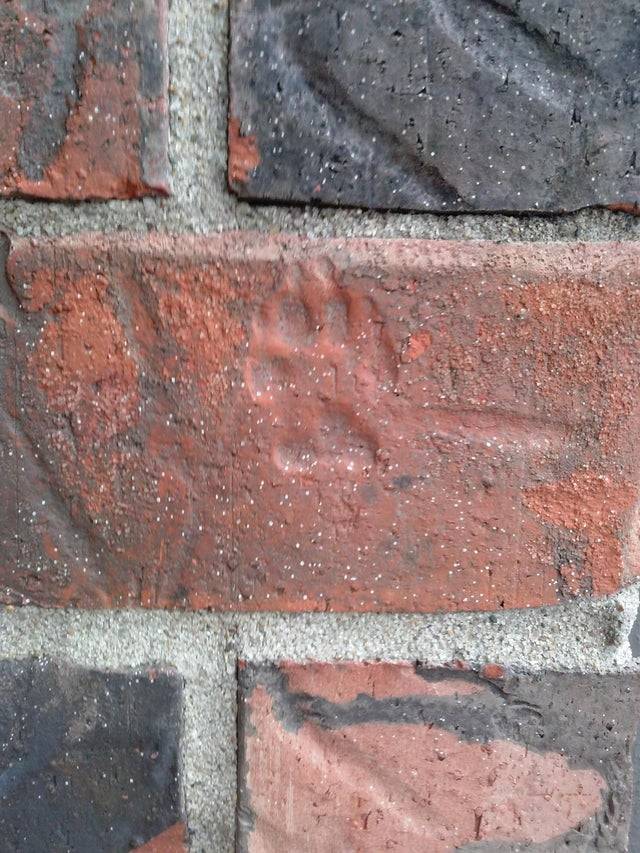 A paw print is seen on a brick wall.