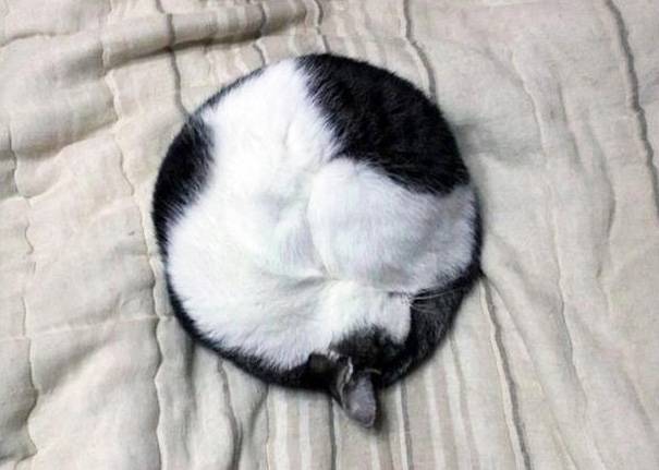 A cat curled up in an almost perfect circle