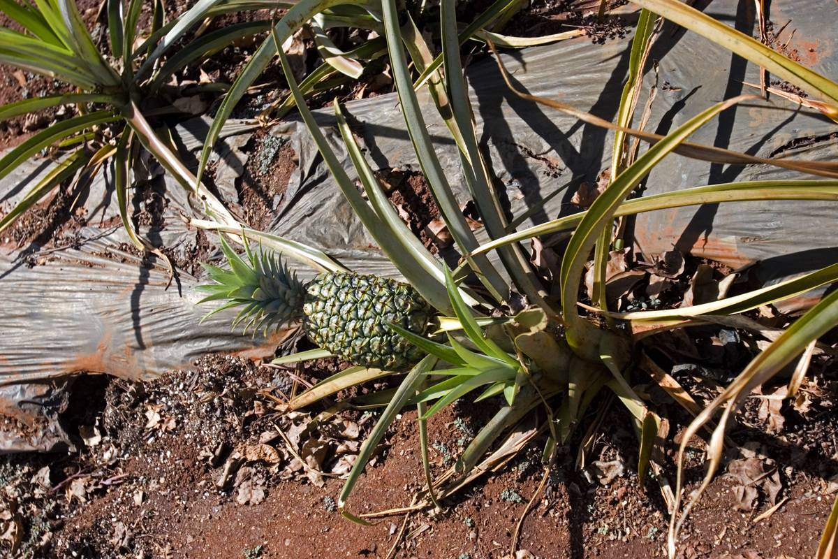 Pineapples growing on ground in garden Dole Plantation near Wahiawa Oahu Hawaii USA