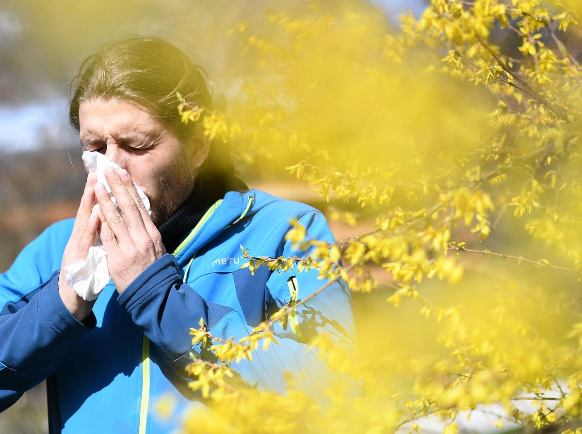 A woman blows her nose while walking by a bush full of yellow flowers.