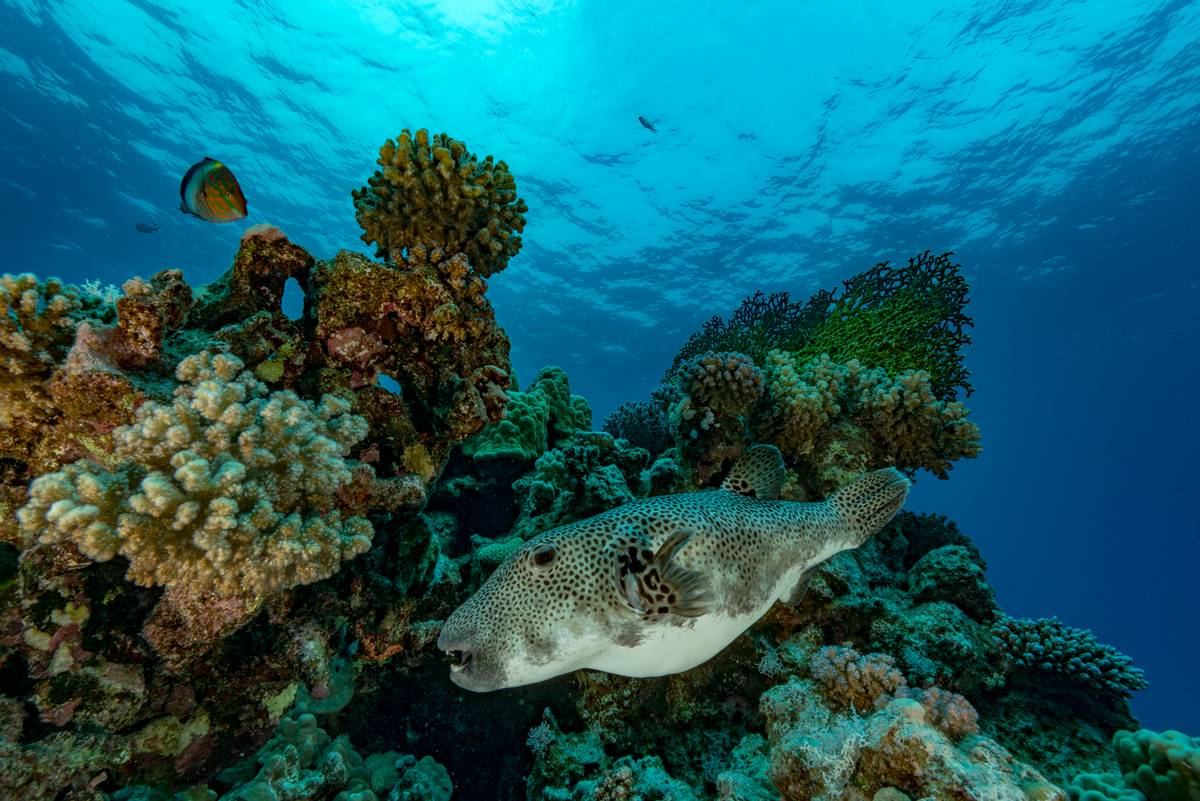 A puffer fish swims among a reef.