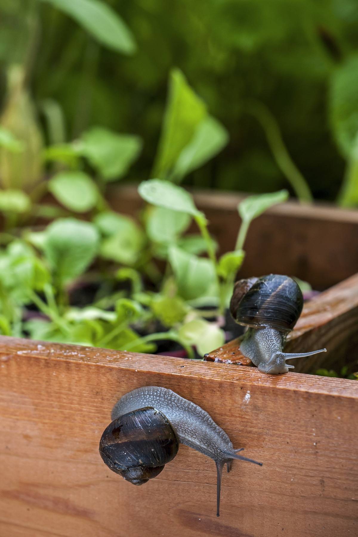 Two snails are on a garden box.