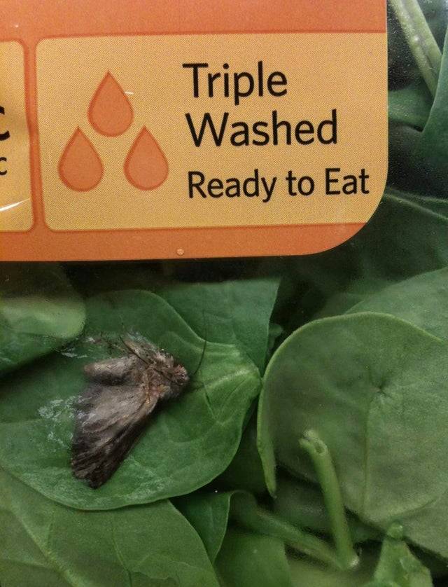 salad has a moth in it