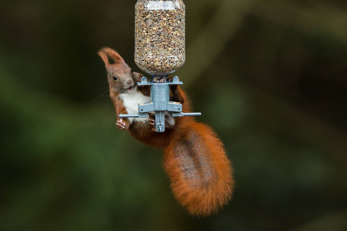 A squirrel clings to a hanging bird feeder.