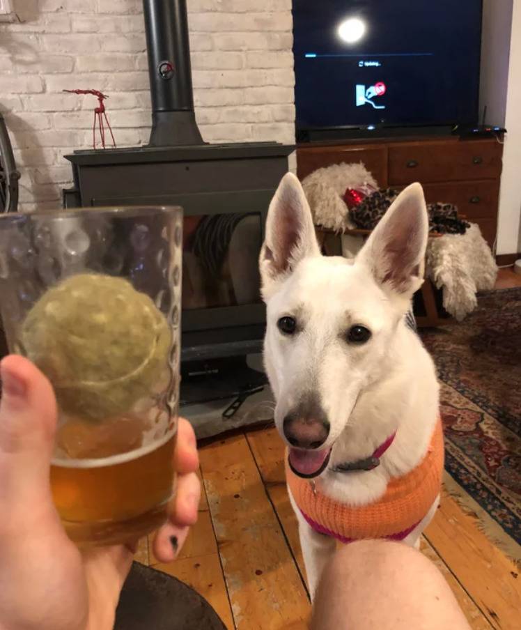Dog sitting happily looking at his owner holding a glass of beer with a tennis ball in it