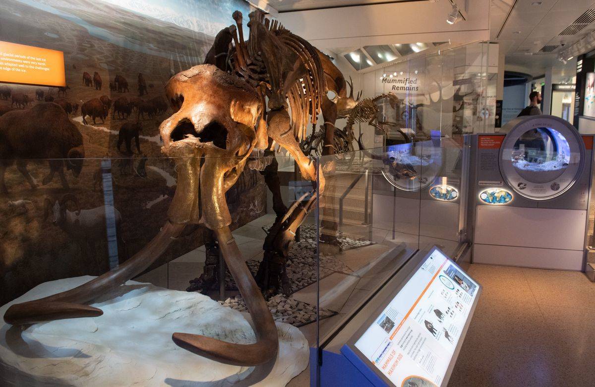 A wooly mammoth skeleton is seen in the National Fossil Hall, featuring around 700 fossil specimens that track the history of life on the planet from dinosaurs to mammals, during a media preview of the new exhibition at the Smithsonian's National Museum of Natural History in Washington, DC, June 4, 2019. - The exhibition tells the story of 3.7 billion years of life on Earth, highlighting connections between ecosystems, climate, geological forces and evolution.