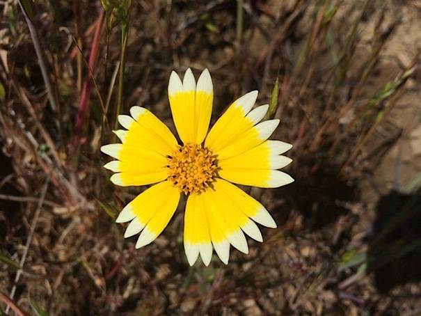 A perfect circle of yellow on a flower's petals