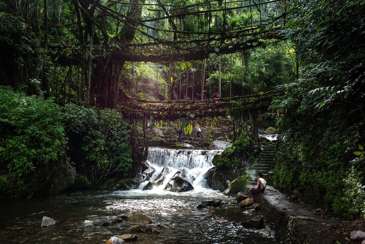 The Living Root Bridges Is Made Of Rubber Fig Tree Roots