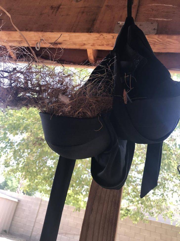 bird nest in bathing suit