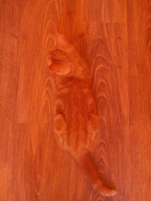 orange cat blends into brown wood