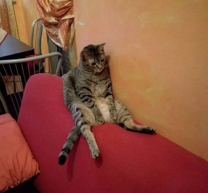 cat sitting with slumped posture on couch top