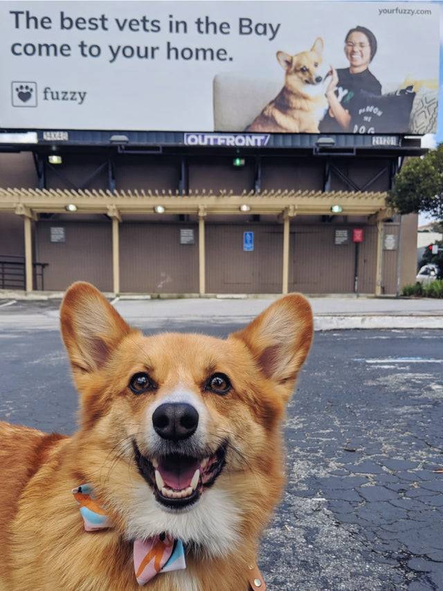 corgi smiling in front of his photo on billboard