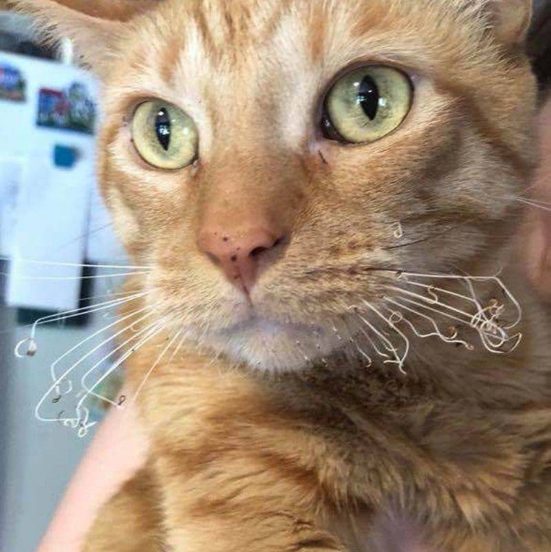 a cat with whiskers that are curled under and a little burned 
