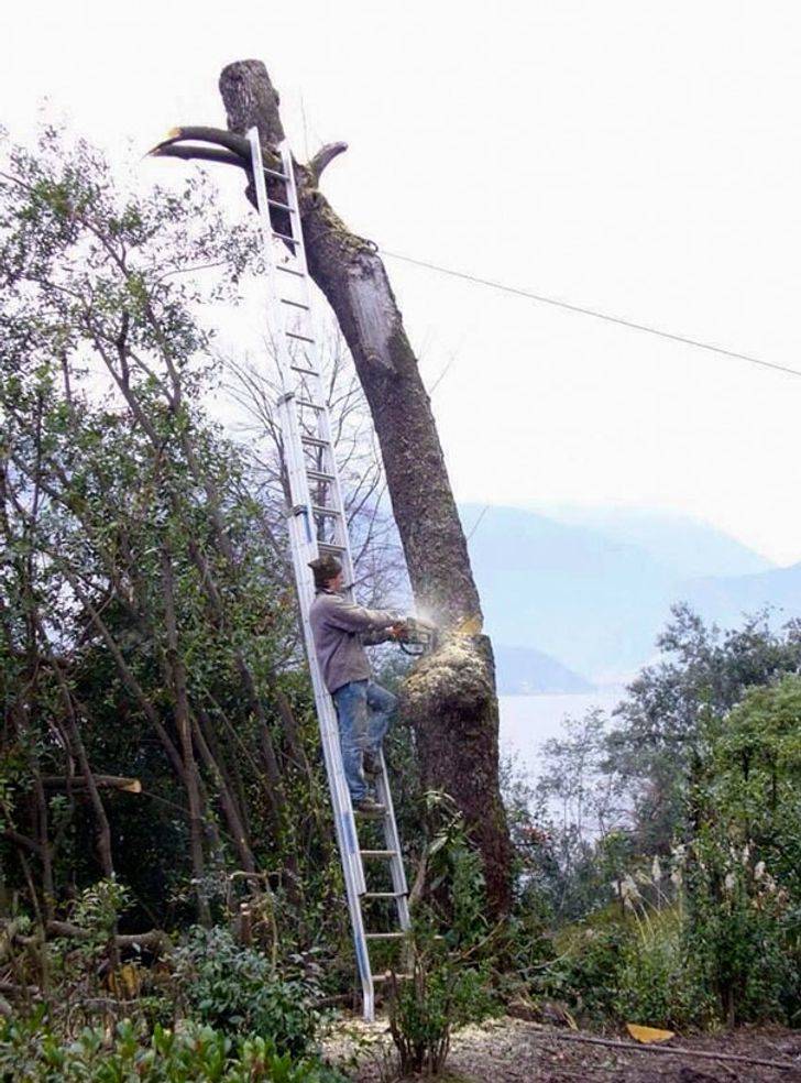 Person on a ladder cutting down the tree the ladder is leaned on for support