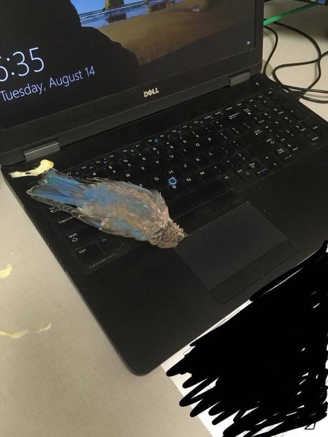 blue bird on laptop