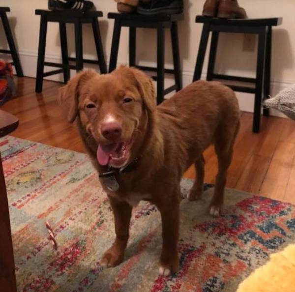 Dog squinting with open mouth