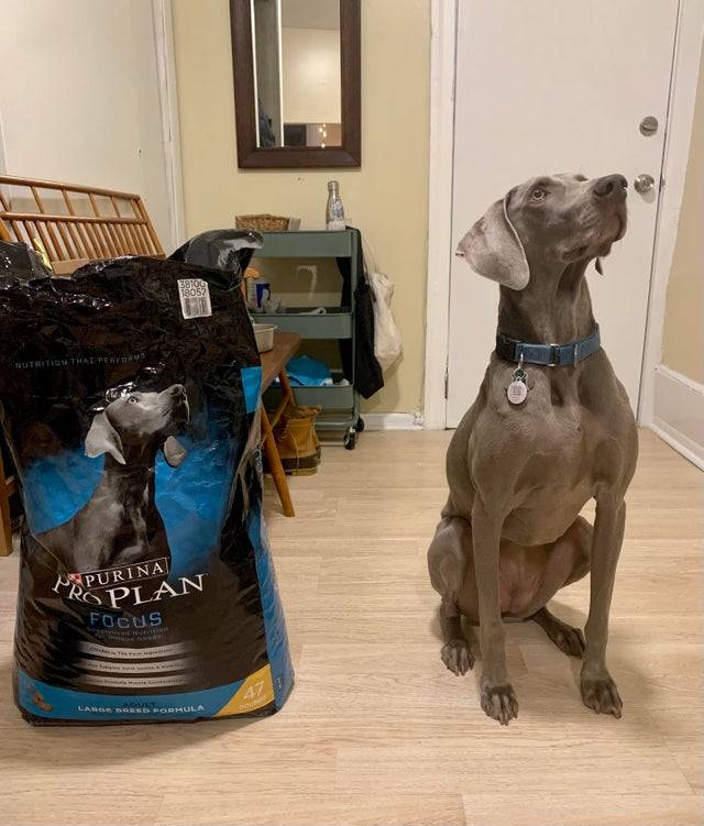 dog and dog food look the same