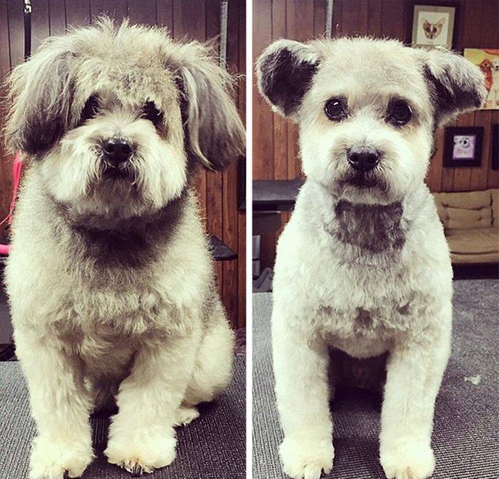dog before and after getting hair cut