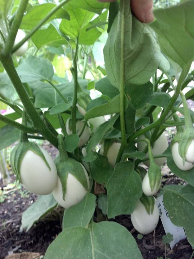 eggplants growing look like eggs