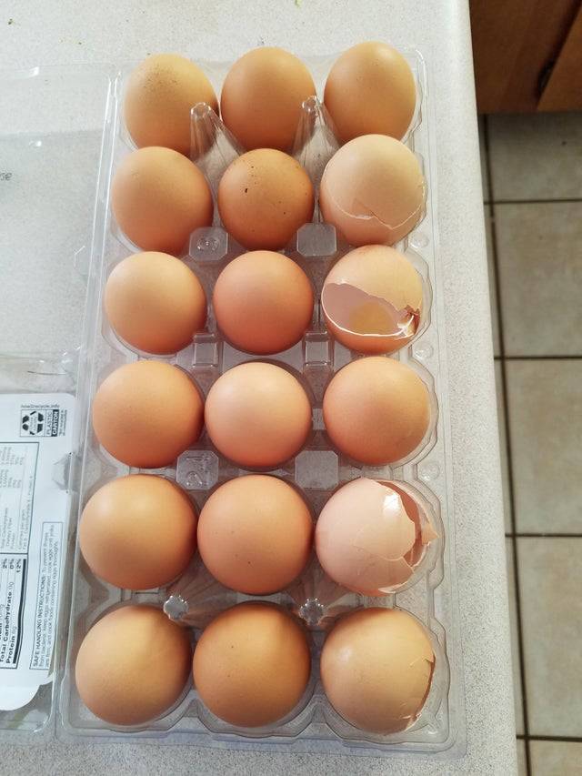 an egg carton with a row of egg shells in it