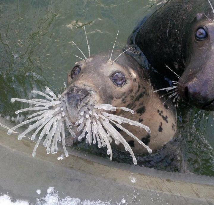 seal with ice on its whiskers