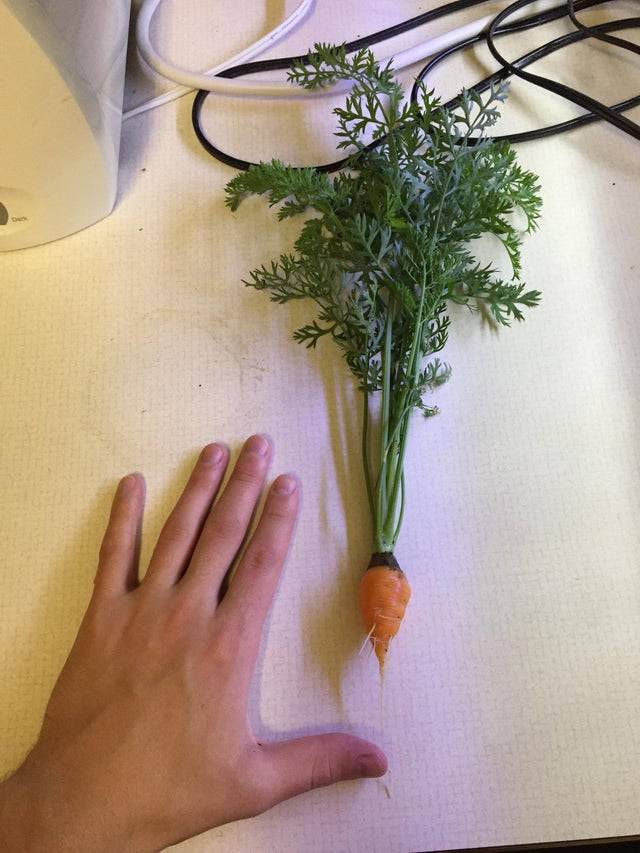 first carrot harvest from garden 