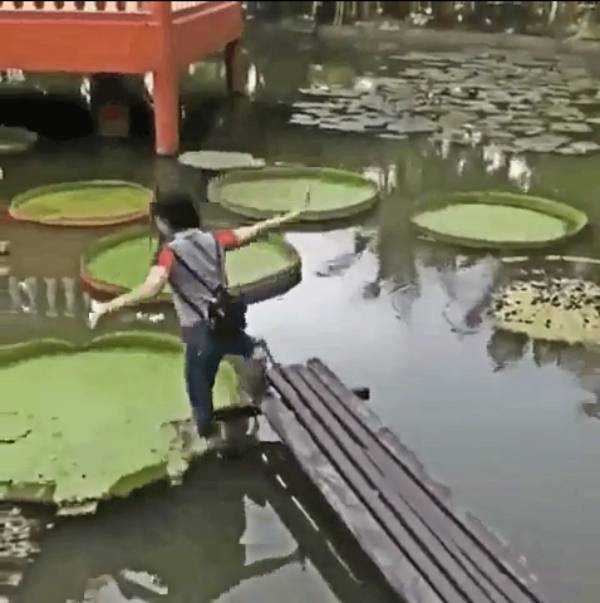 person falling through lily pad