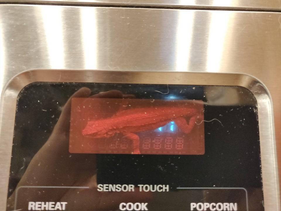 lizard crawled into microwave display