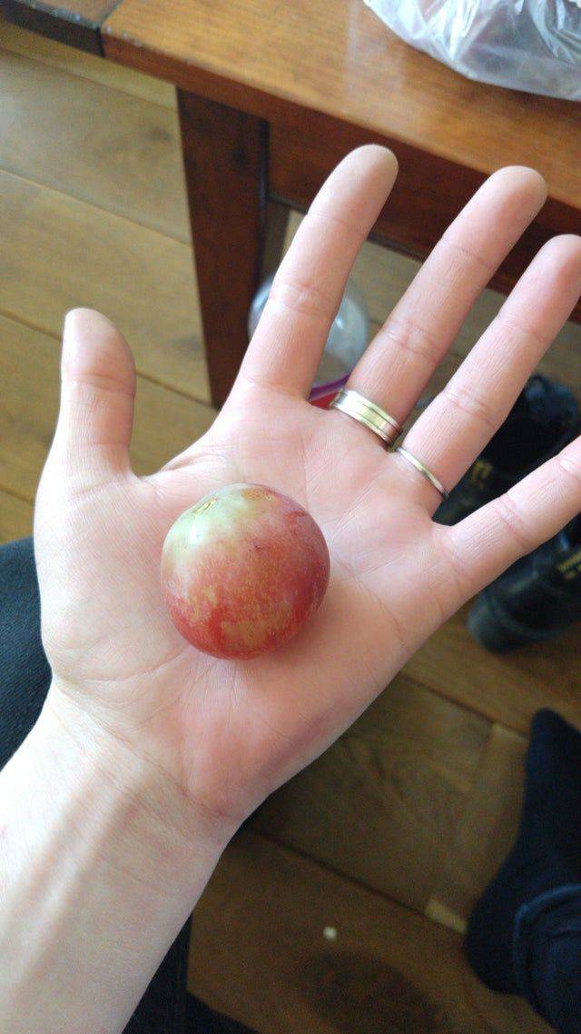 massive grape the size of a palm