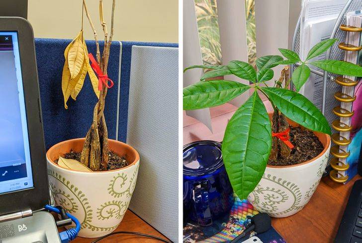 plant that improved over time and kept growing