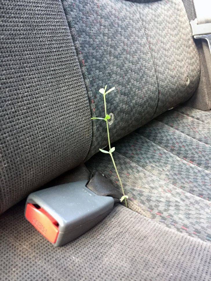 plant growing out of car seat cushion