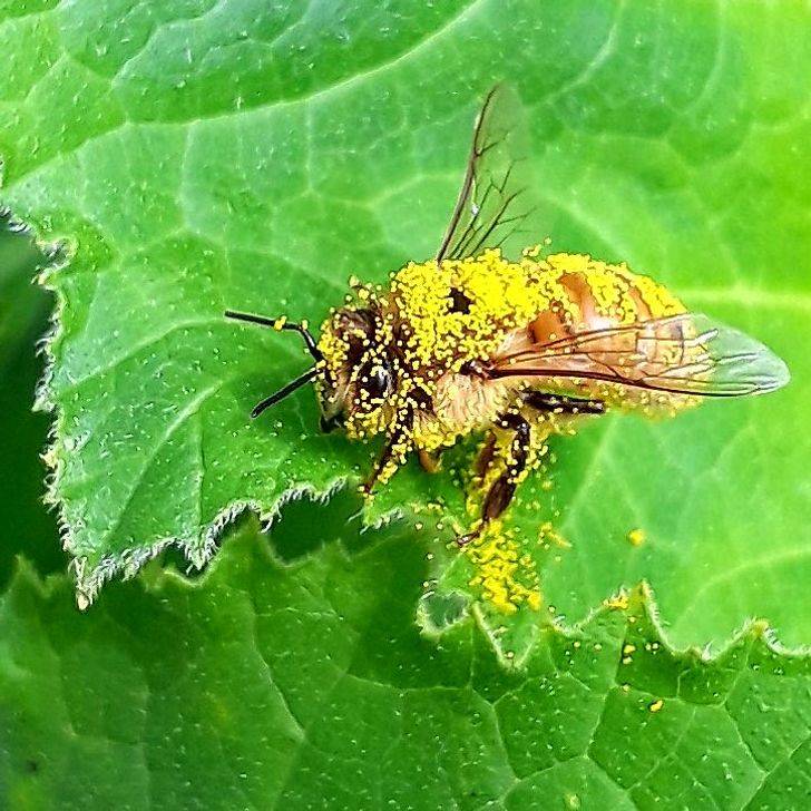 pollen on bee is everywhere